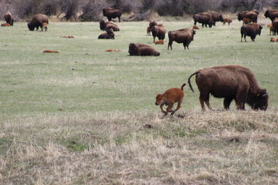 Horses grazing in a field