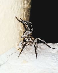 Close-up of spider on wall