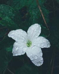 Close-up of wet white flower