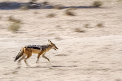 View of horse running