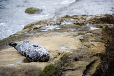 Close-up of duck on rock