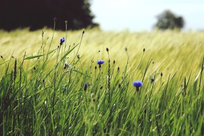 Close-up of wheat growing in field