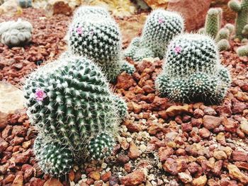 High angle view of cactus