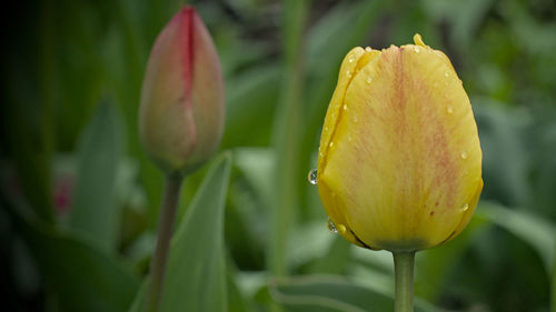 Close-up of yellow tulip