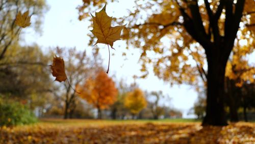 Close-up of maple leaves on tree in forest