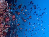 View of fish swimming in sea