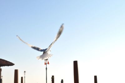 Low angle view of seagulls flying against clear sky