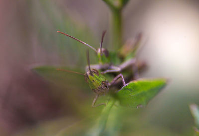 Close-up of ant on leaf