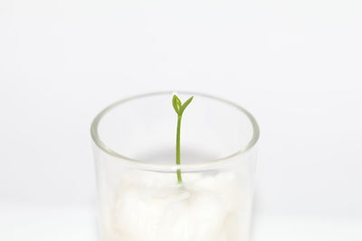 Close-up of drink over white background