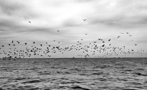 Flock of birds flying over sea