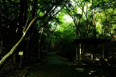 Empty footpath in forest