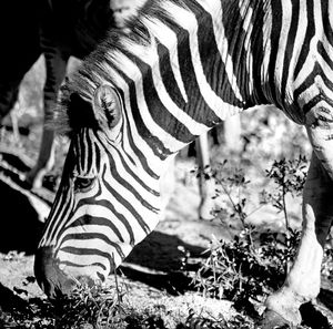 Close-up of zebra in a field