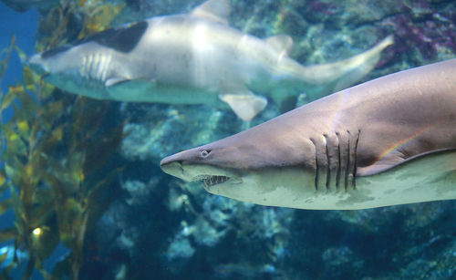 Fish swimming in sea