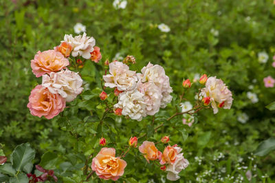 Close-up of white flowering plants