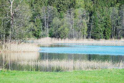 Scenic view of lake in forest