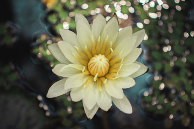 Close-up of white flowering plant