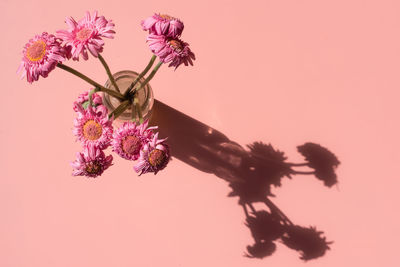 Directly above of pink flowers against coral background