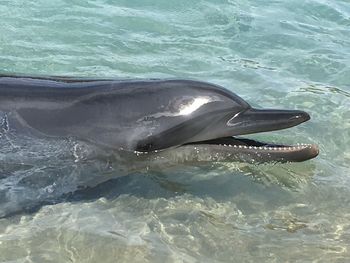 Close-up of swimming in sea