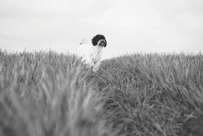 Dog on field against sky