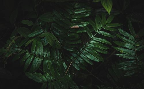 Close-up of fresh green leaves