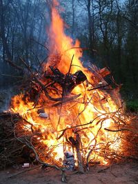 View of fire in forest