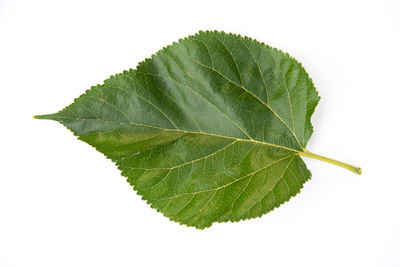 Close-up of leaf against white background