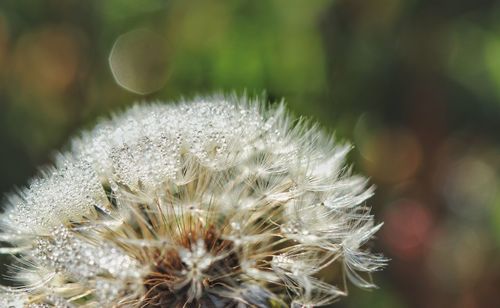 Close-up of dandelion