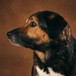 Close-up of a dog looking away