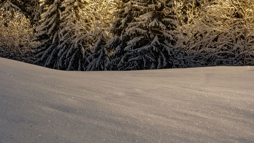 Pine trees on snow covered land