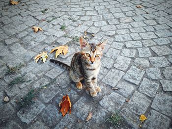 Portrait of stray kitten sitting on cobble street during autumn