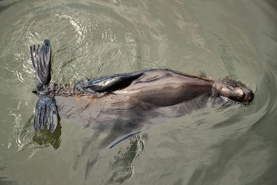 High angle view of duck swimming in lake