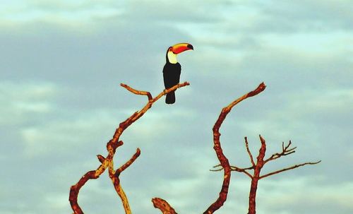 Bird perching on tree