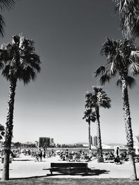 Silhouette of palm trees against clear blue sky