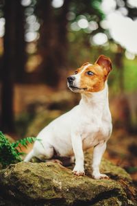 Close-up of a jack russell terrier dog looking away sitting on a rock in the woods 