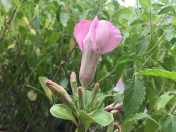 Close-up of pink flower blooming outdoors