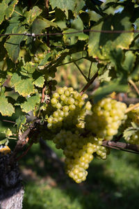 Close-up of grapes growing in vineyard