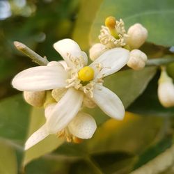 Close-up of flower blooming outdoors