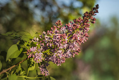 Close-up of pink flowering plant