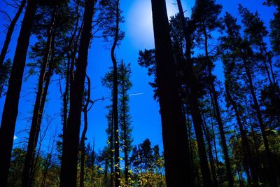 Low angle view of trees in forest against sky