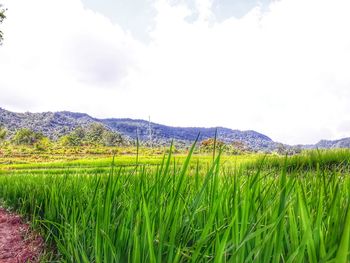 Scenic view of agricultural field against sky