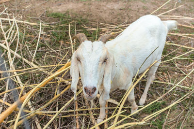High angle view of sheep on field