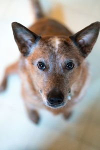 Close-up portrait of dog