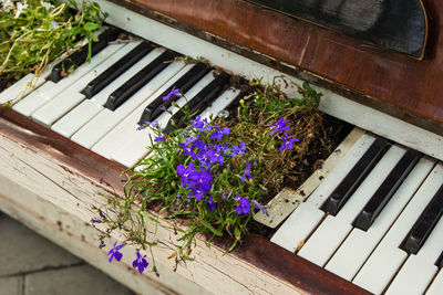 High angle view of purple flowering plants