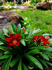 Close-up of red flowering plant