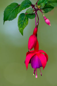 Close-up of red flowering plant