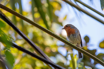 Low angle view of bird perching on branch