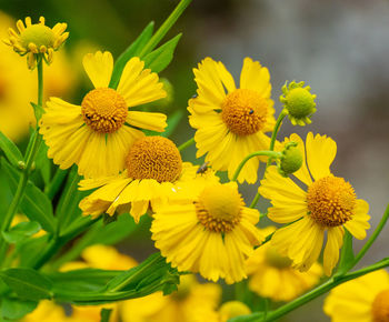 Close-up of yellow flowering plant