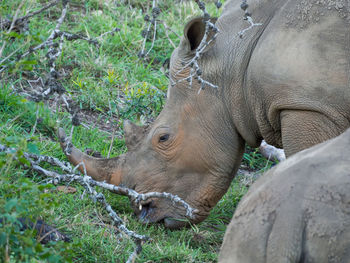 Close-up of grazing white rhinoceros