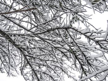 Low angle view of flower tree against sky
