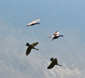 Low angle view of birds flying